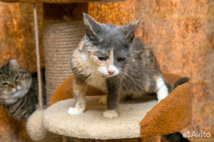 Кошка Шпуня 2 гола Привита. В Квартиру.Привезем