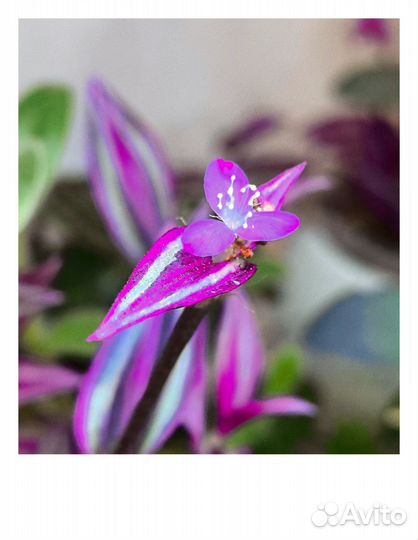 Традесканция зебрина