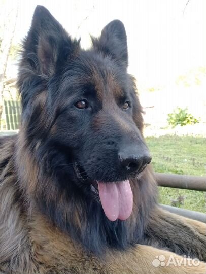 Черная немецкая овчарка вязка