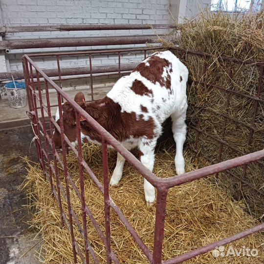 Телята бычки