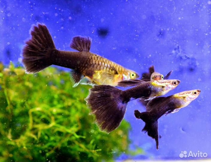 Гуппи. Аквариумные рыбки. Растения. Аквариум. Фон