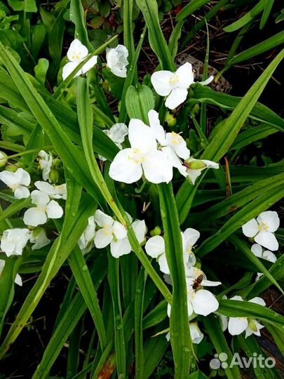 Комнатные растения и цветы