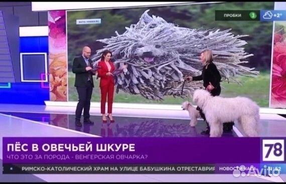 Щенки пули - дредовые мишки