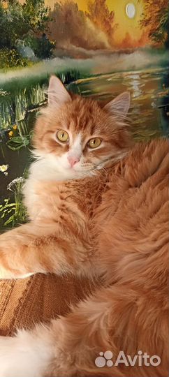 Кот подросток