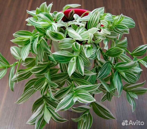 Традесканции Коллекционные,Красивые сорта