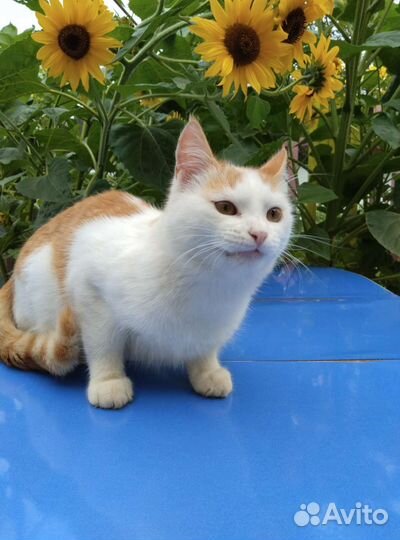 Котята в дар