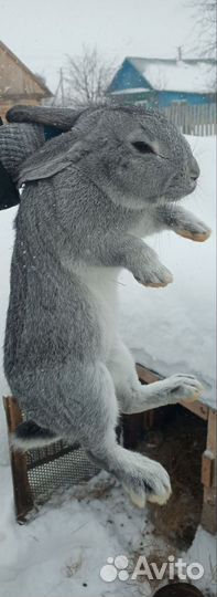 Кролики мясных пород