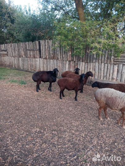 Гиссарский баран