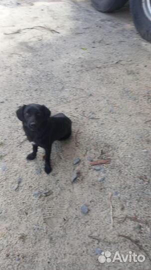 Собака в добрые руки