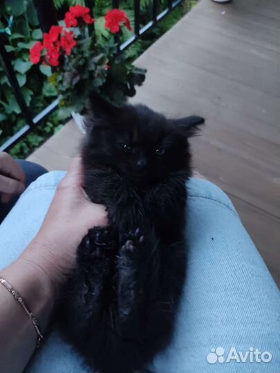Котик бесплатно