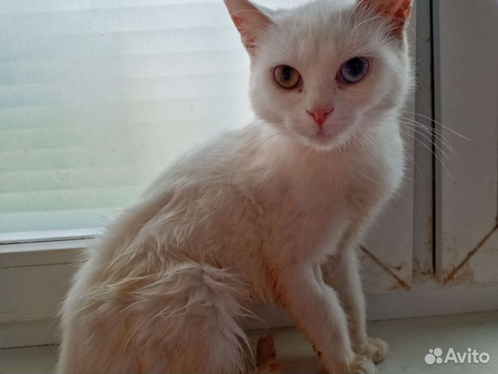 Кошка в дар