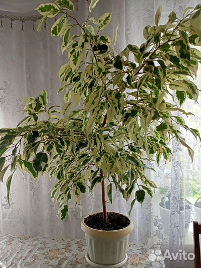 Фикус бенджамина