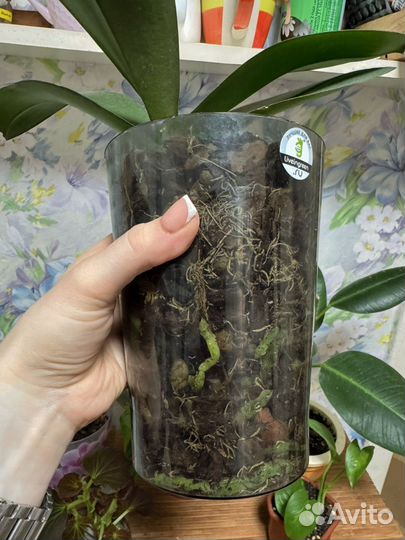 Орхидея фаленопсис