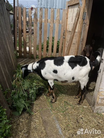 Коза дойная альпийская 100%