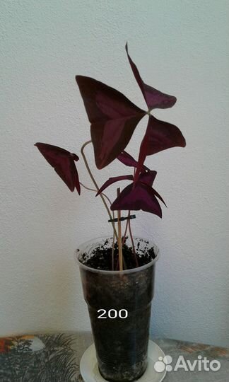 Кислица оксалис