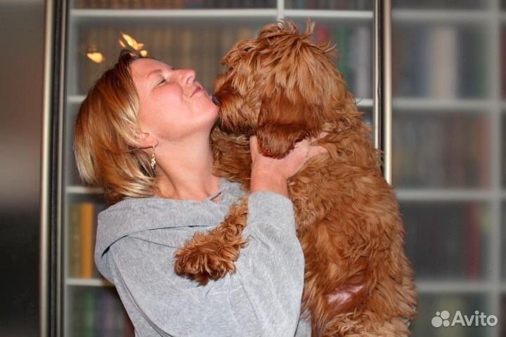 Настоящий Австралийский Лабрадудель (Коббердог)