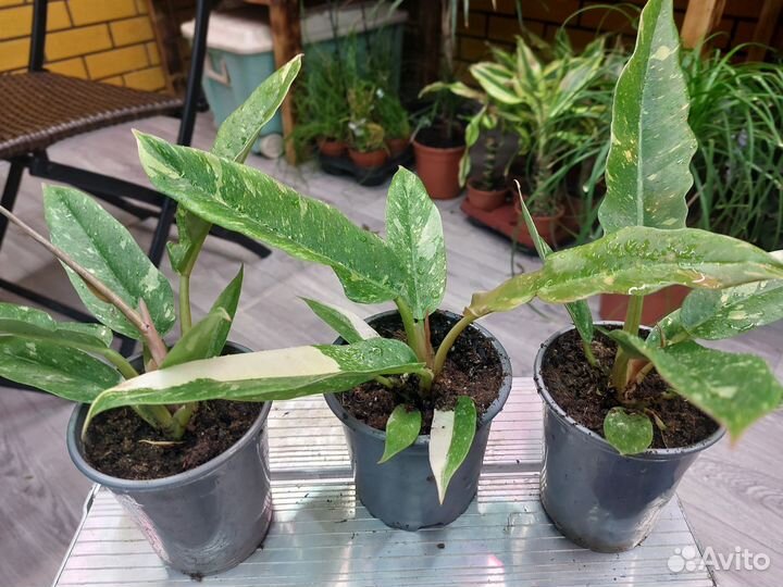 Филодондер ring ов фаер