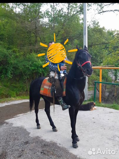 Продаётся мерен, 8 лет кабардинской породы