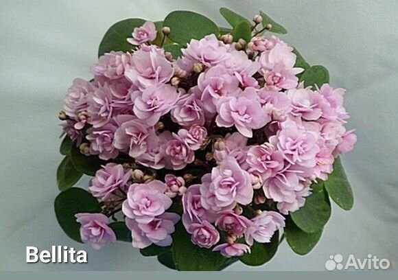 Детки сортовых фиалок