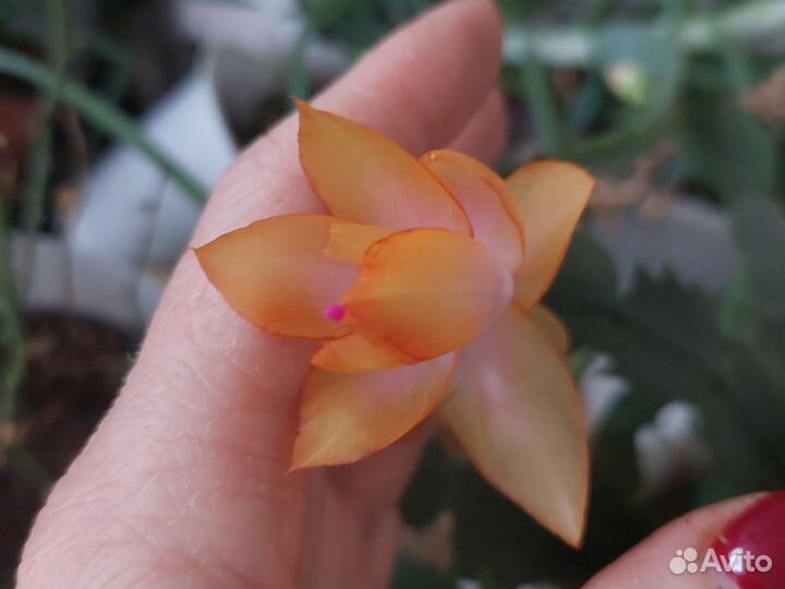 Декабрист шлюмбергера