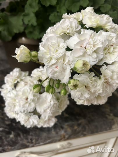 Пеларгонии сортовые