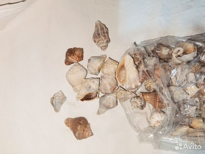 Ракушки заказ