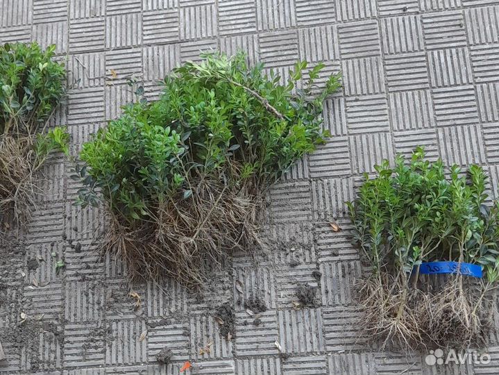 Укорененные черенки самшита