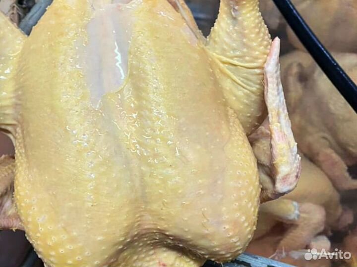 Куры домашние