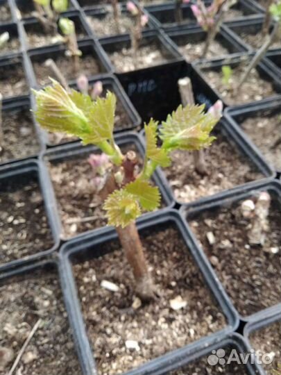 Саженцы винограда