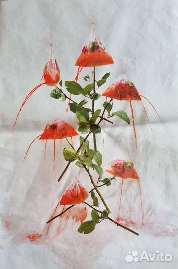 Плакаты/постеры 60*40см