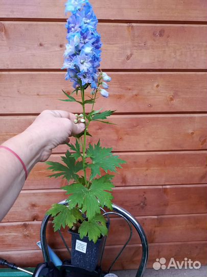 Дельфиниум цветущий саженцы