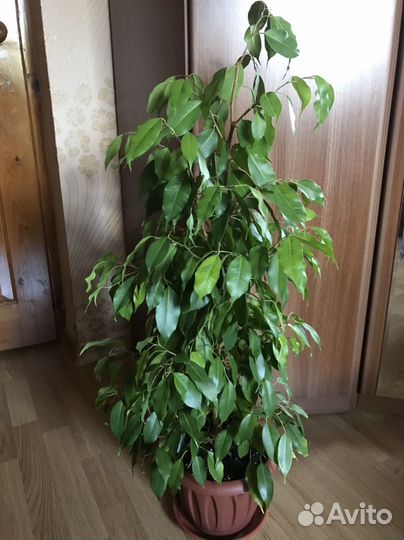 Фикус Бенджамина Реджинальд