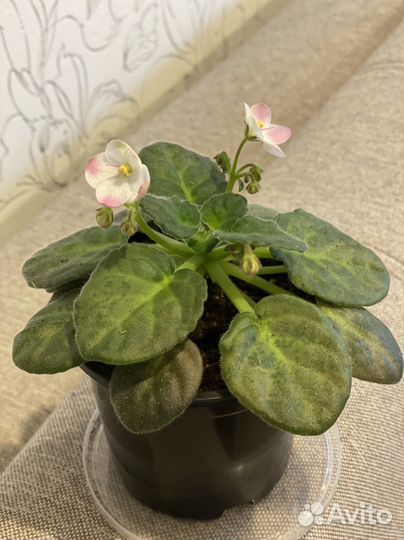 Фиалки сортовые