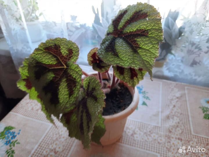 Комнатные растения