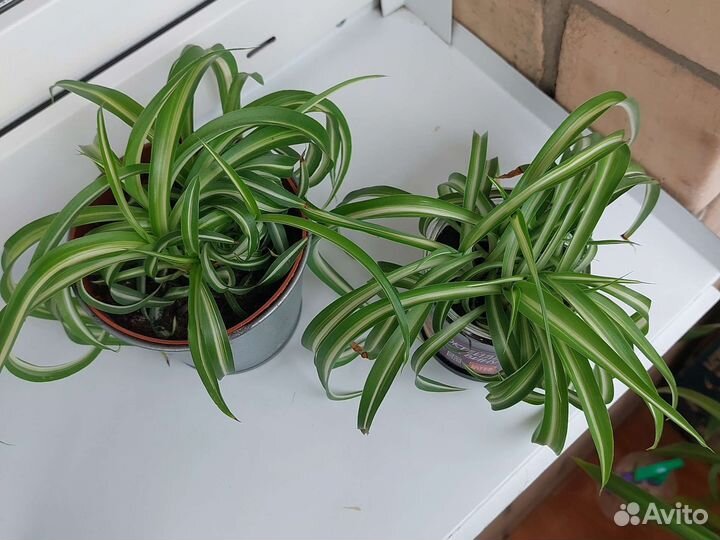 Комнатные растения