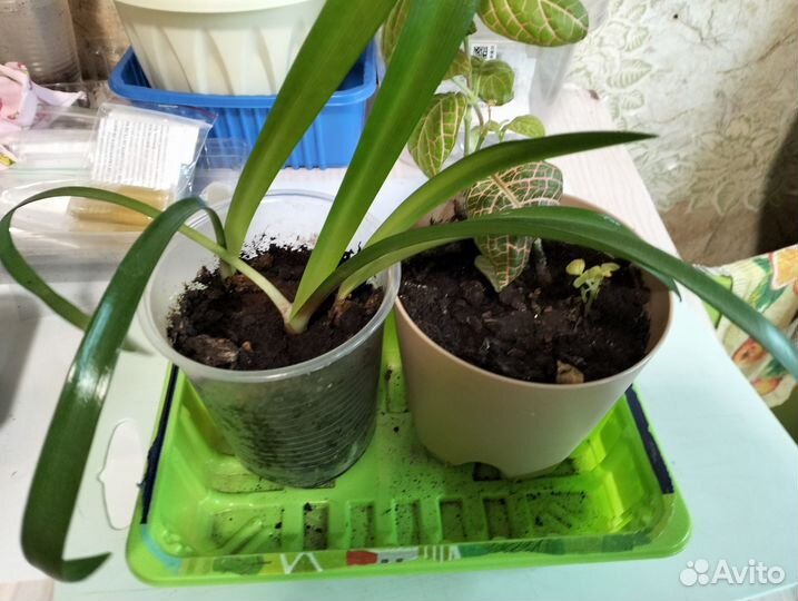 Комнатные растения