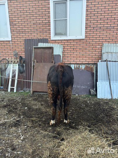 Бычок 2 года