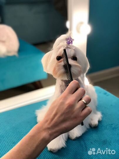 Груминг (стрижка собак и кошек)