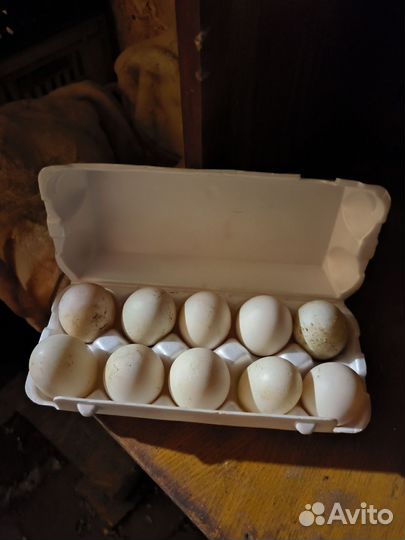 Пешевое утиное яйцоа мускусных уток
