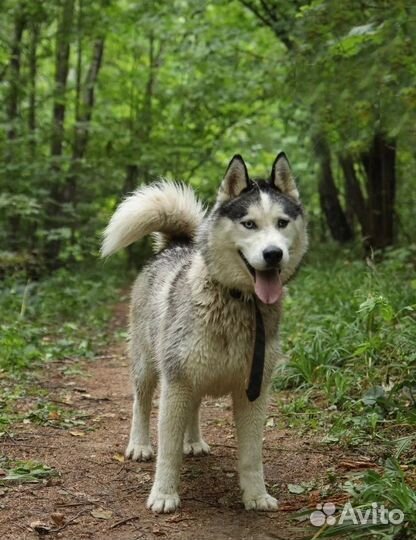 Сибирский хаски отдам бесплатно в добрые руки