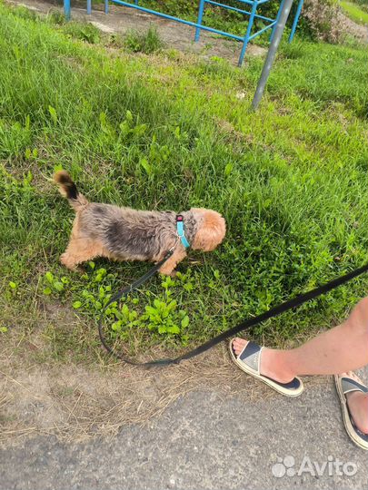 Йоркширский терьер