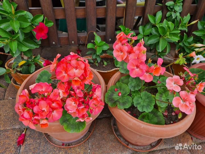 Пеларгония герань