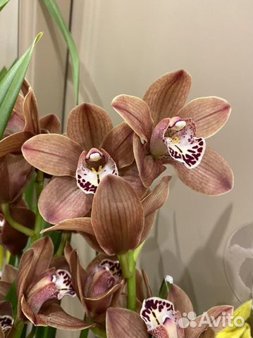 Цимбидиум цветущий орхидея