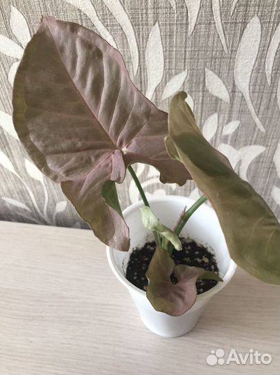 Комнатные растения цветы