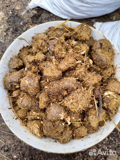 Конский навоз