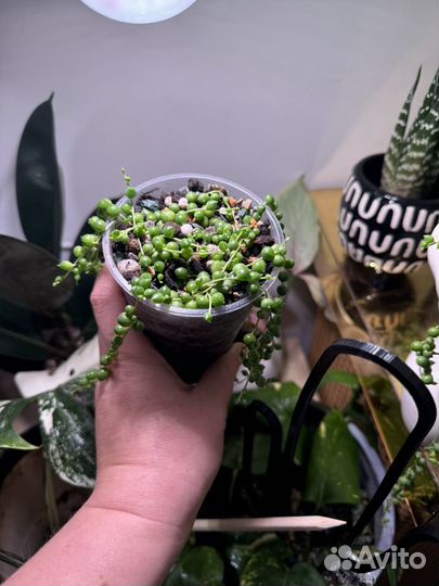 Крестовник роули