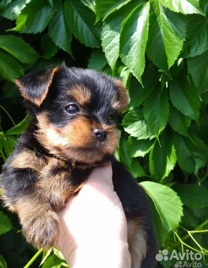 Йоркширский терьер