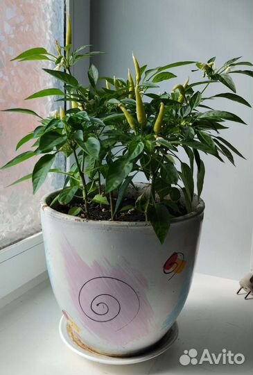 Рассада острого перца