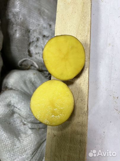 Картофель. Сорт Гала