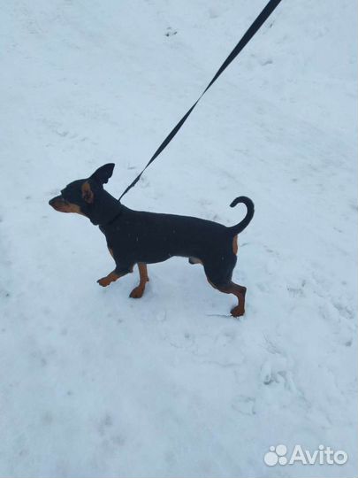 Цвергпинчер, вязка